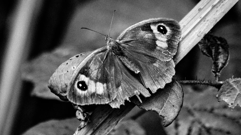 Monochrome image of a butterfly resting on a leaf, showcasing natural patterns.